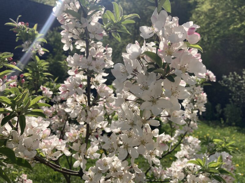 Malus Pom Zai