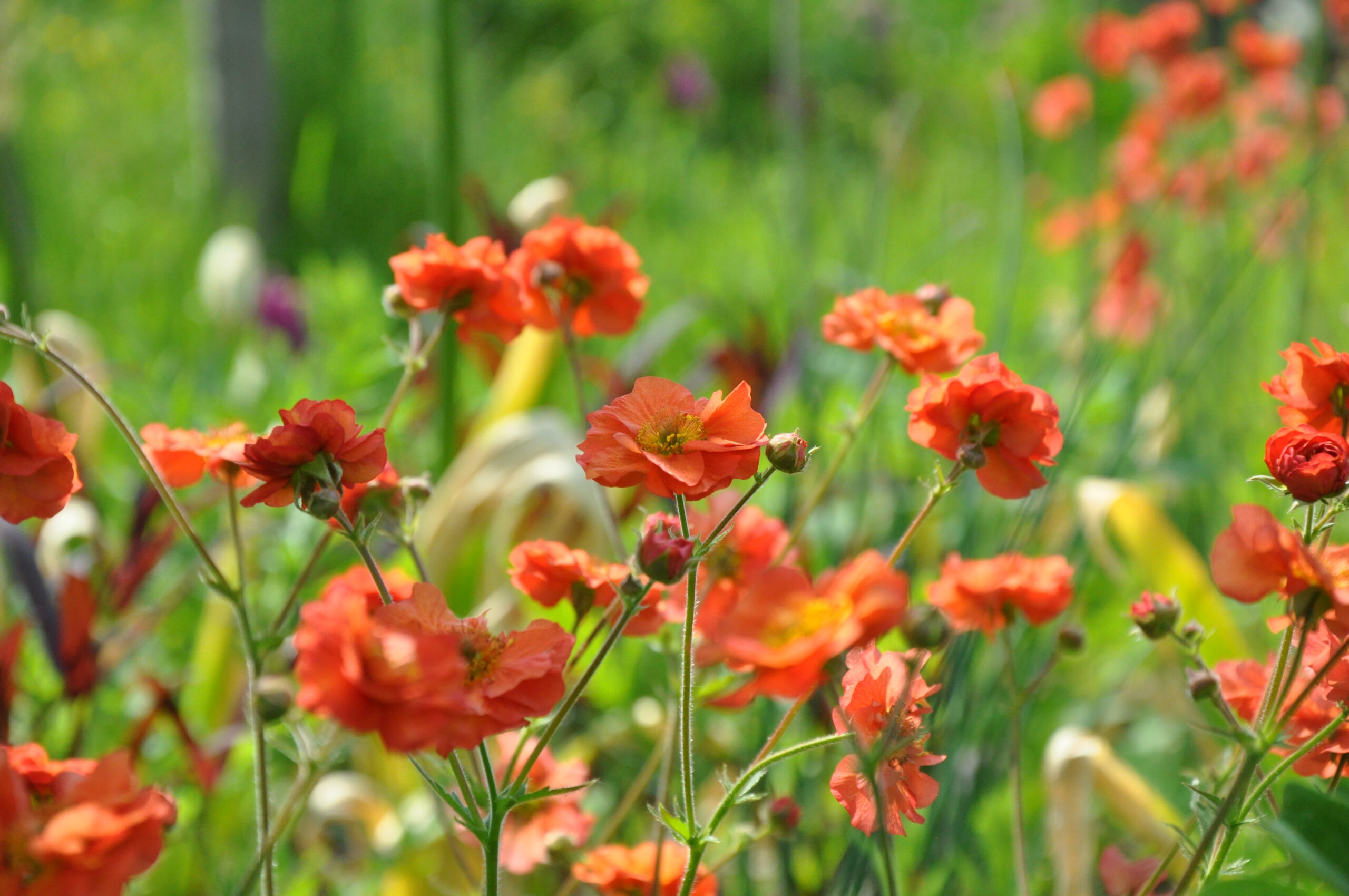 Geum Nelkenwurz