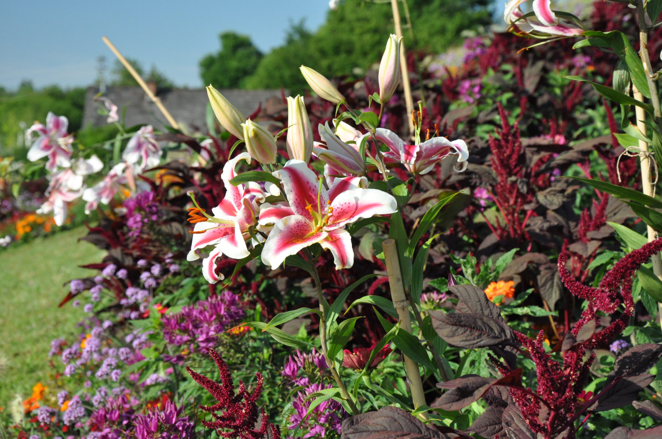 Landesgartenschau Sommerflor