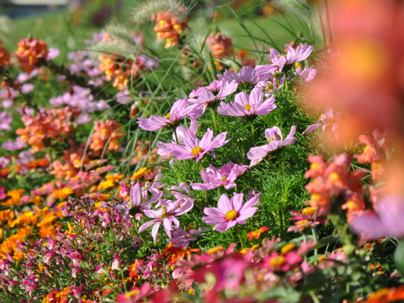 Landesgartenschau Sommerflor