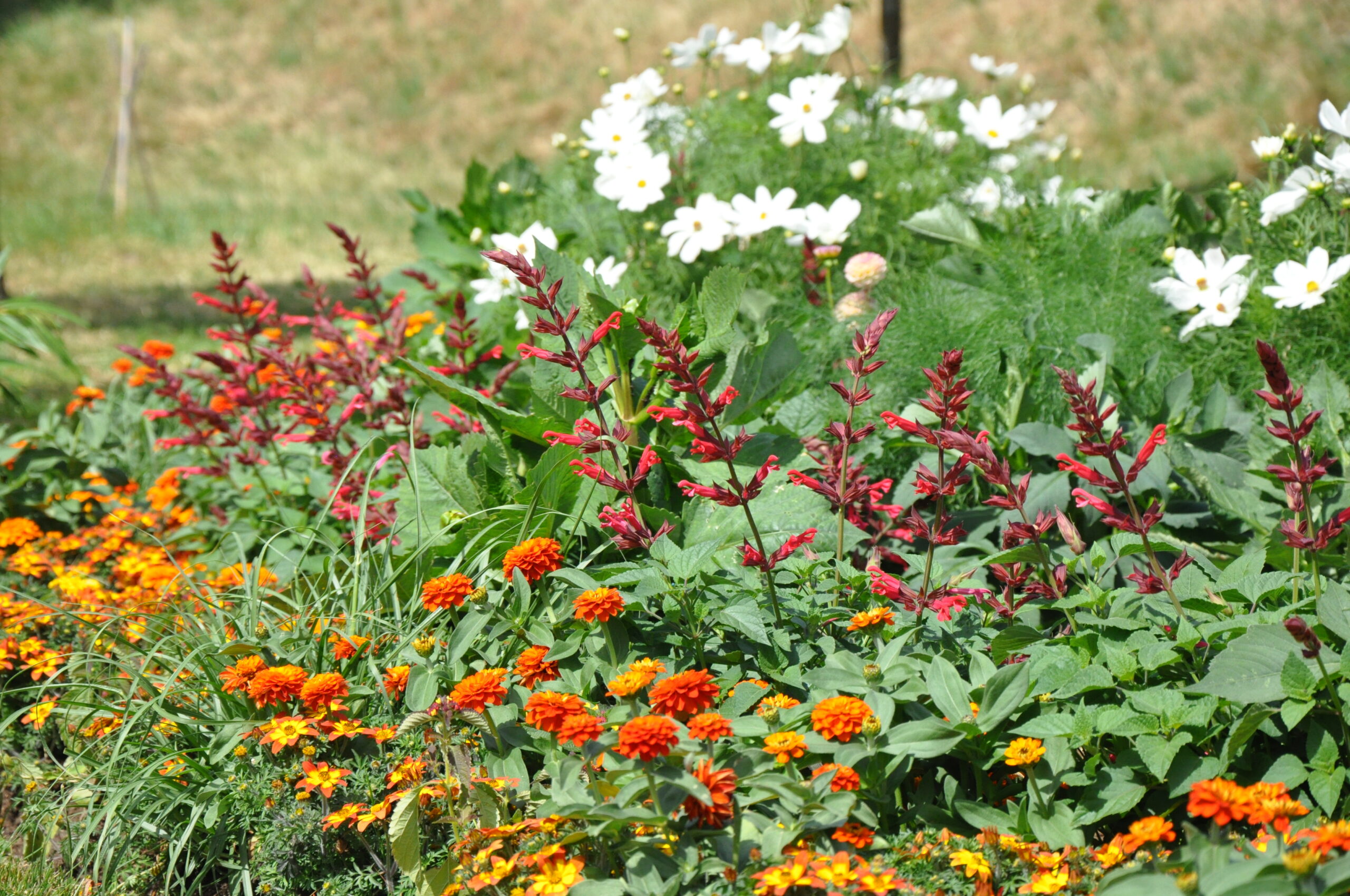 Dahlien Sommerblumen