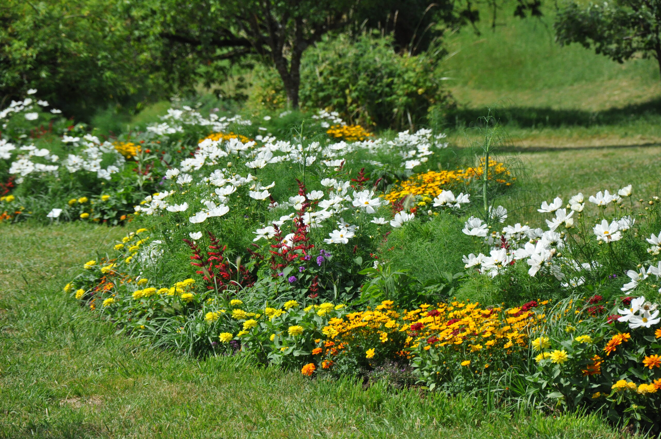 Dahlien Sommerblumen