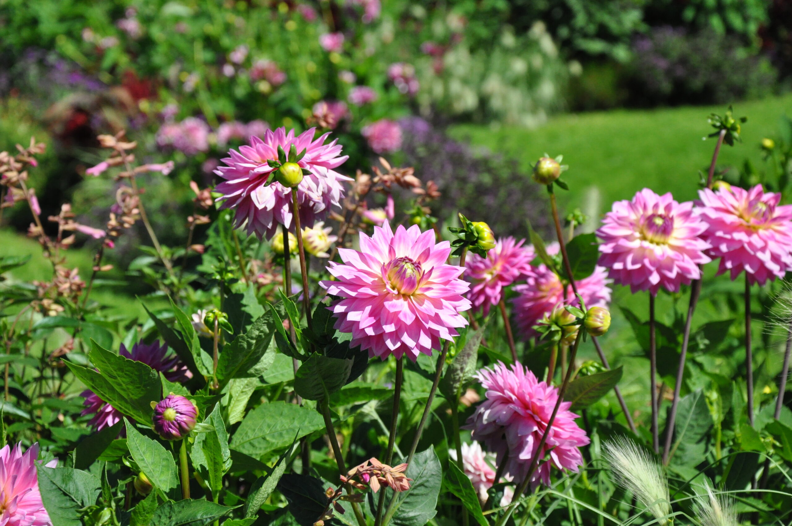 Sommerblumen Dahlien