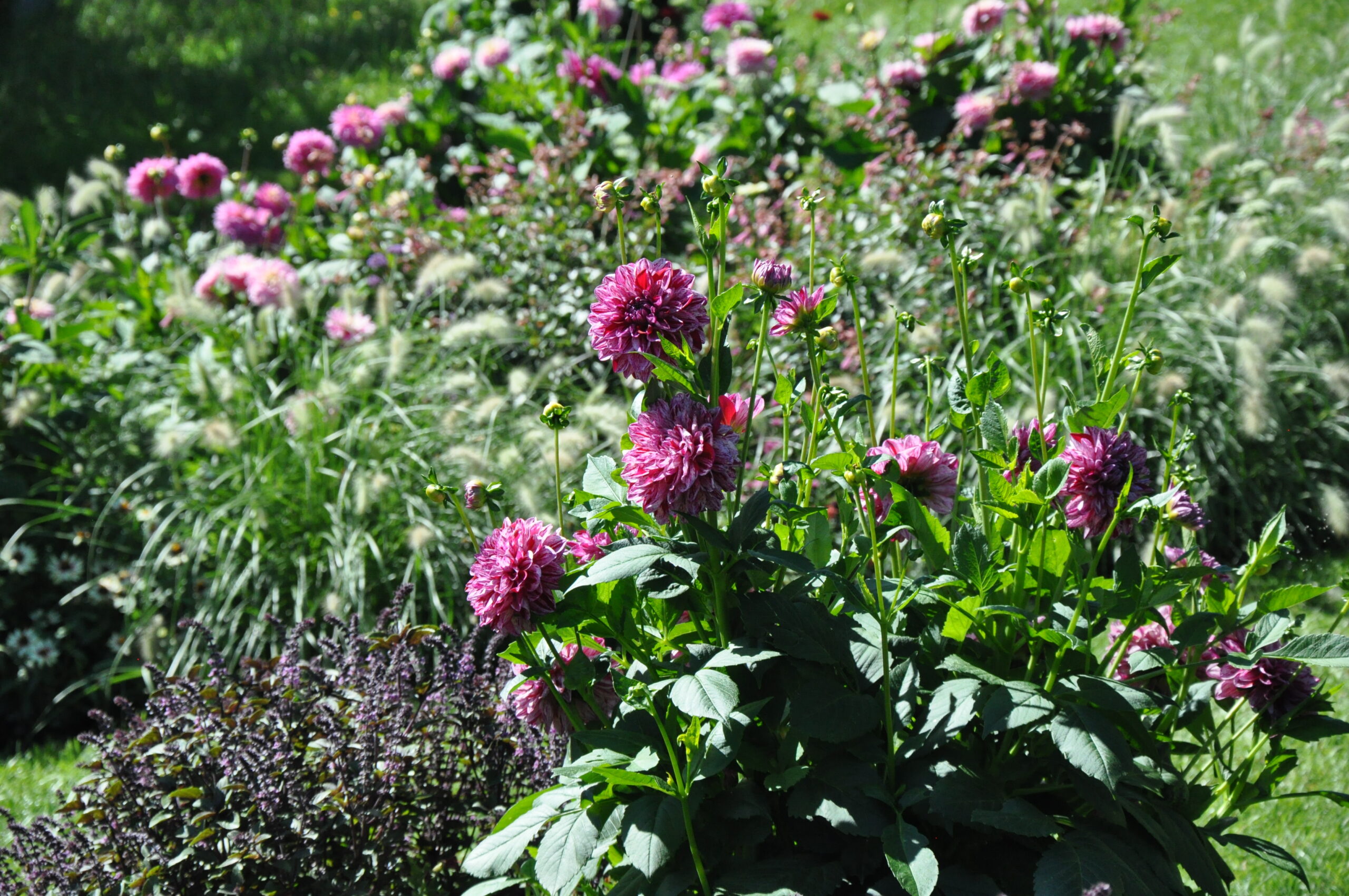 Sommerblumen Dahlien