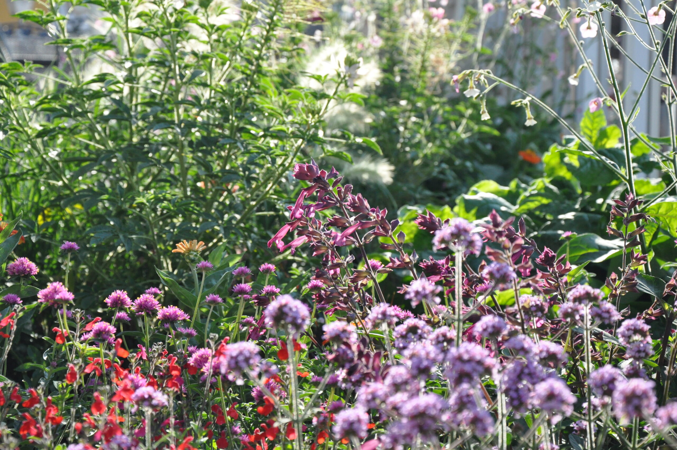 Gartenzeit Wolfsegg Sommerflor