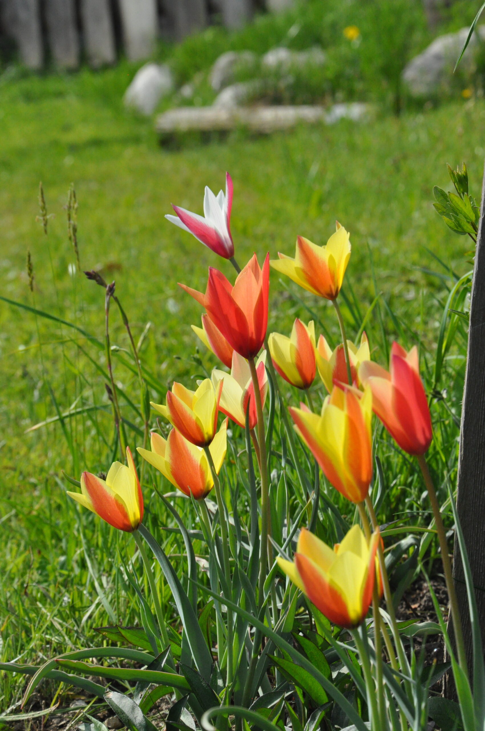 Wildtulpen