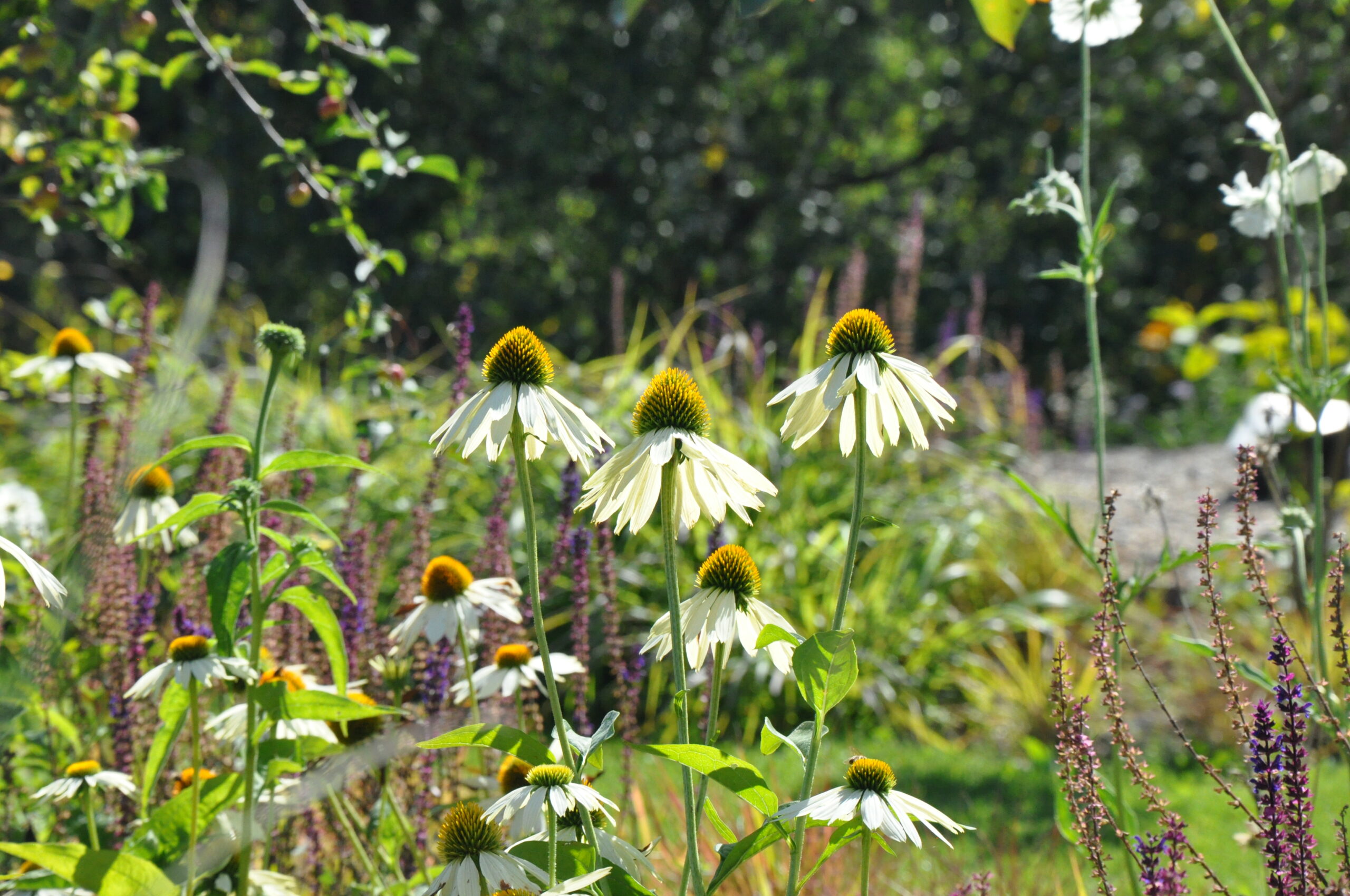 Echinacea