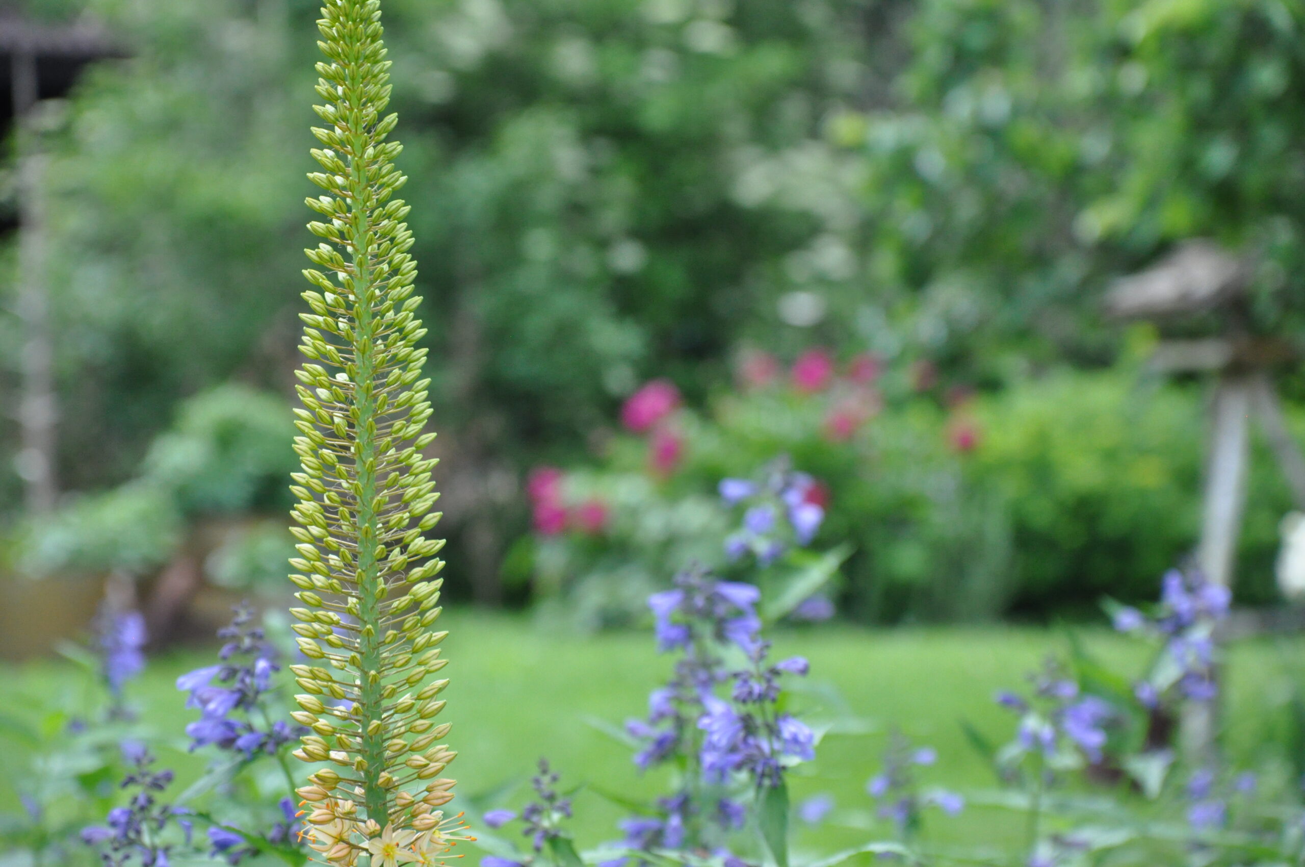 Eremurus