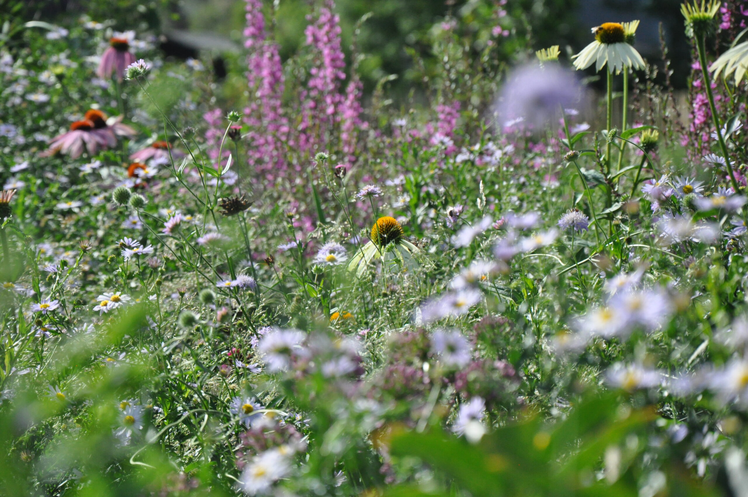 Naturgarten