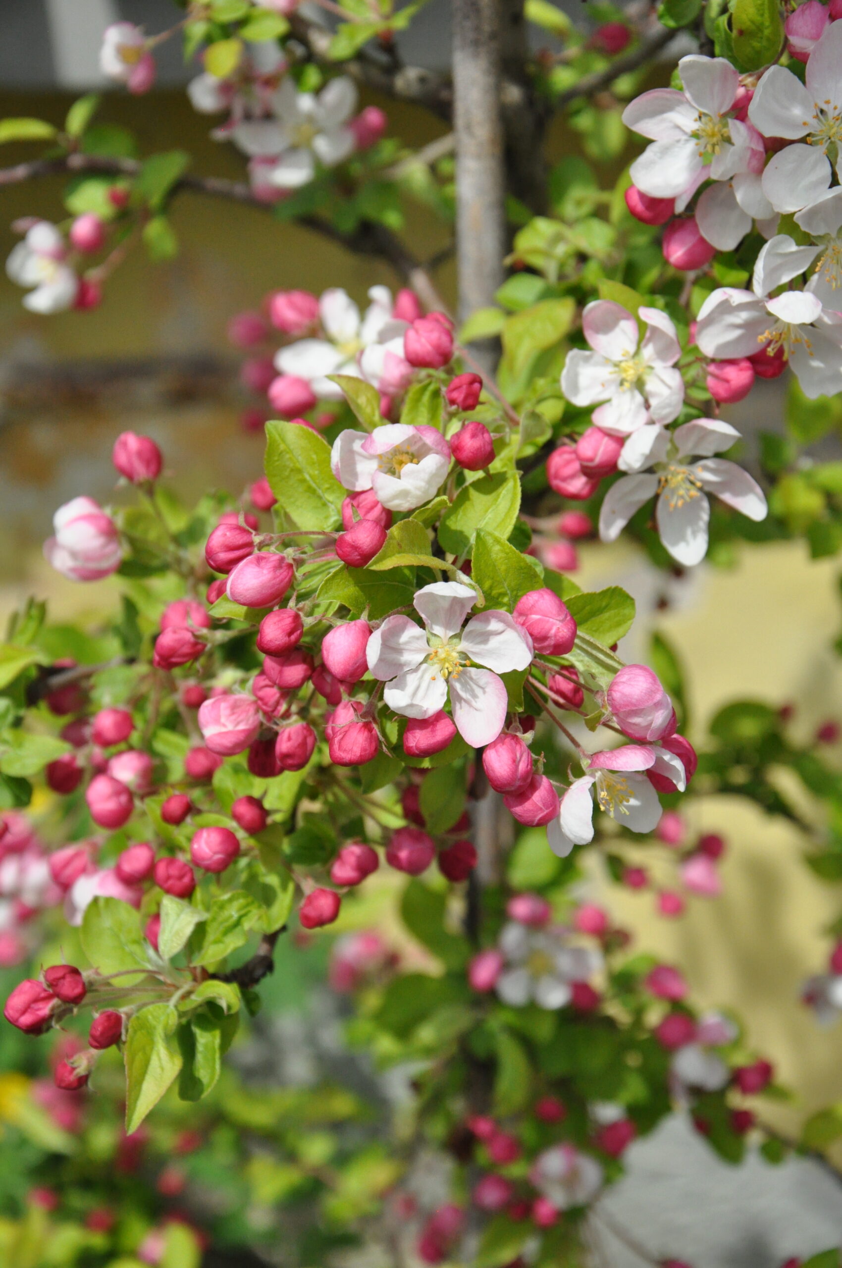 Malus Everest