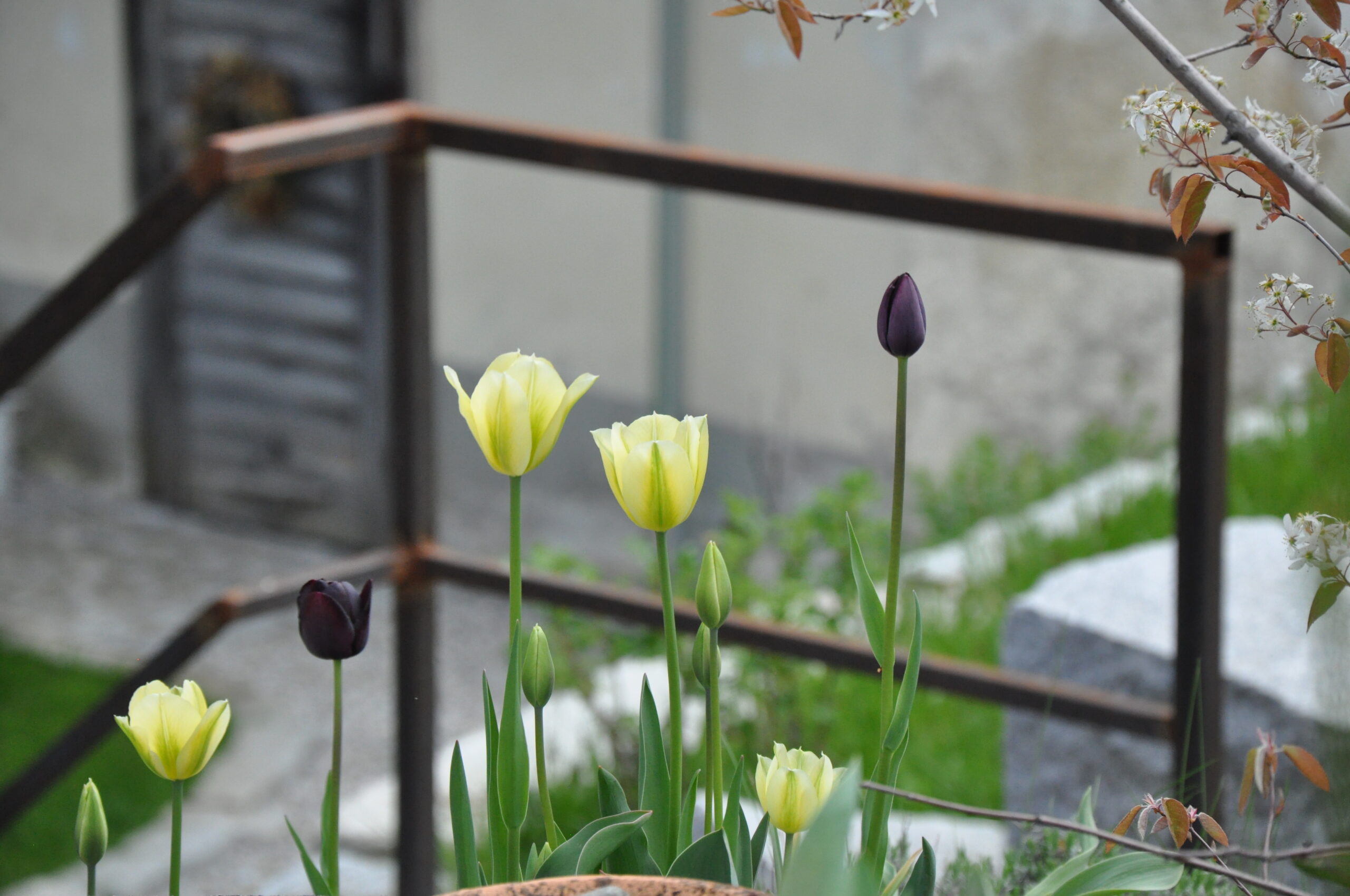 Tulpen