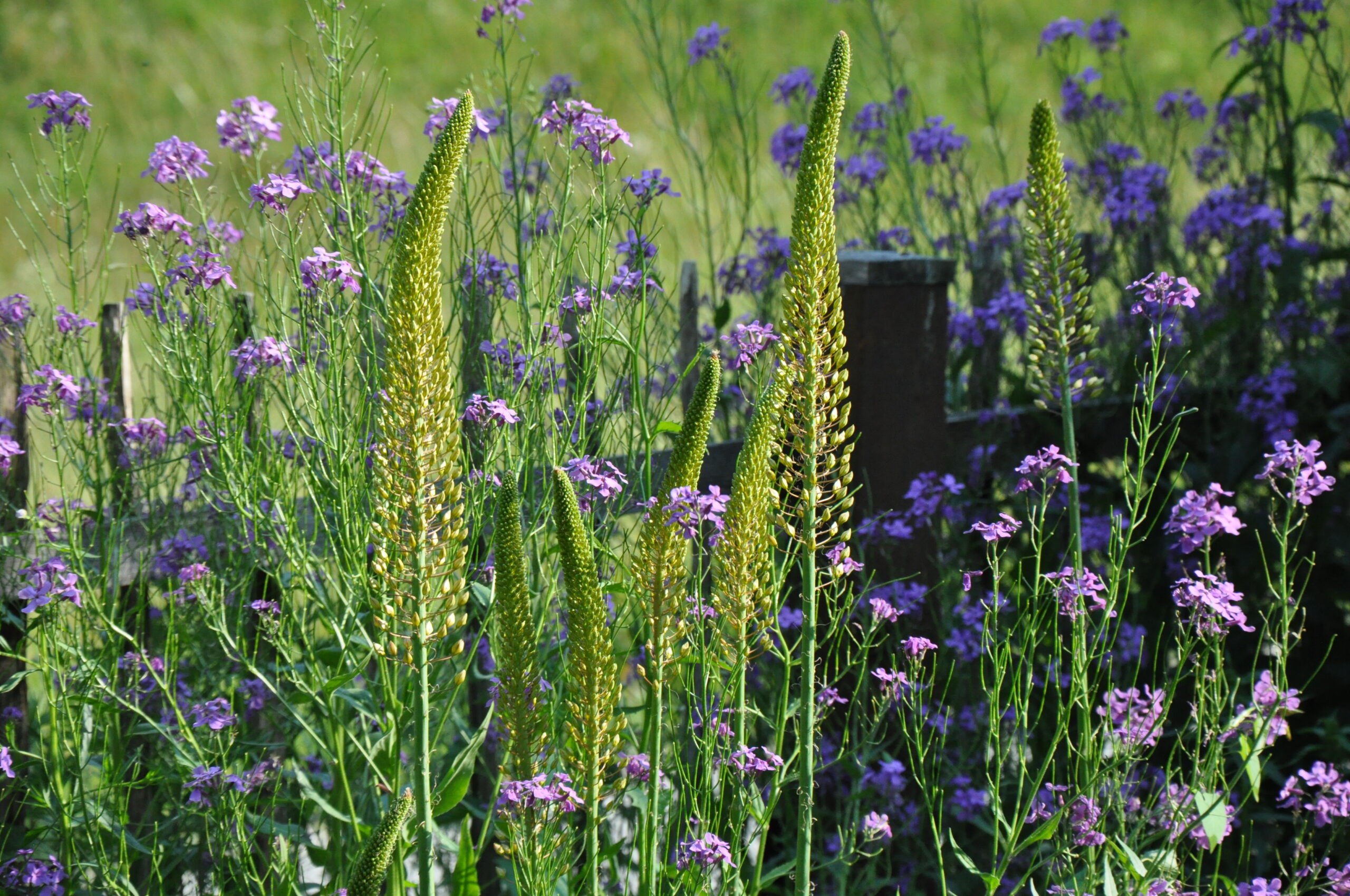 Eremurus - Steppenkerze