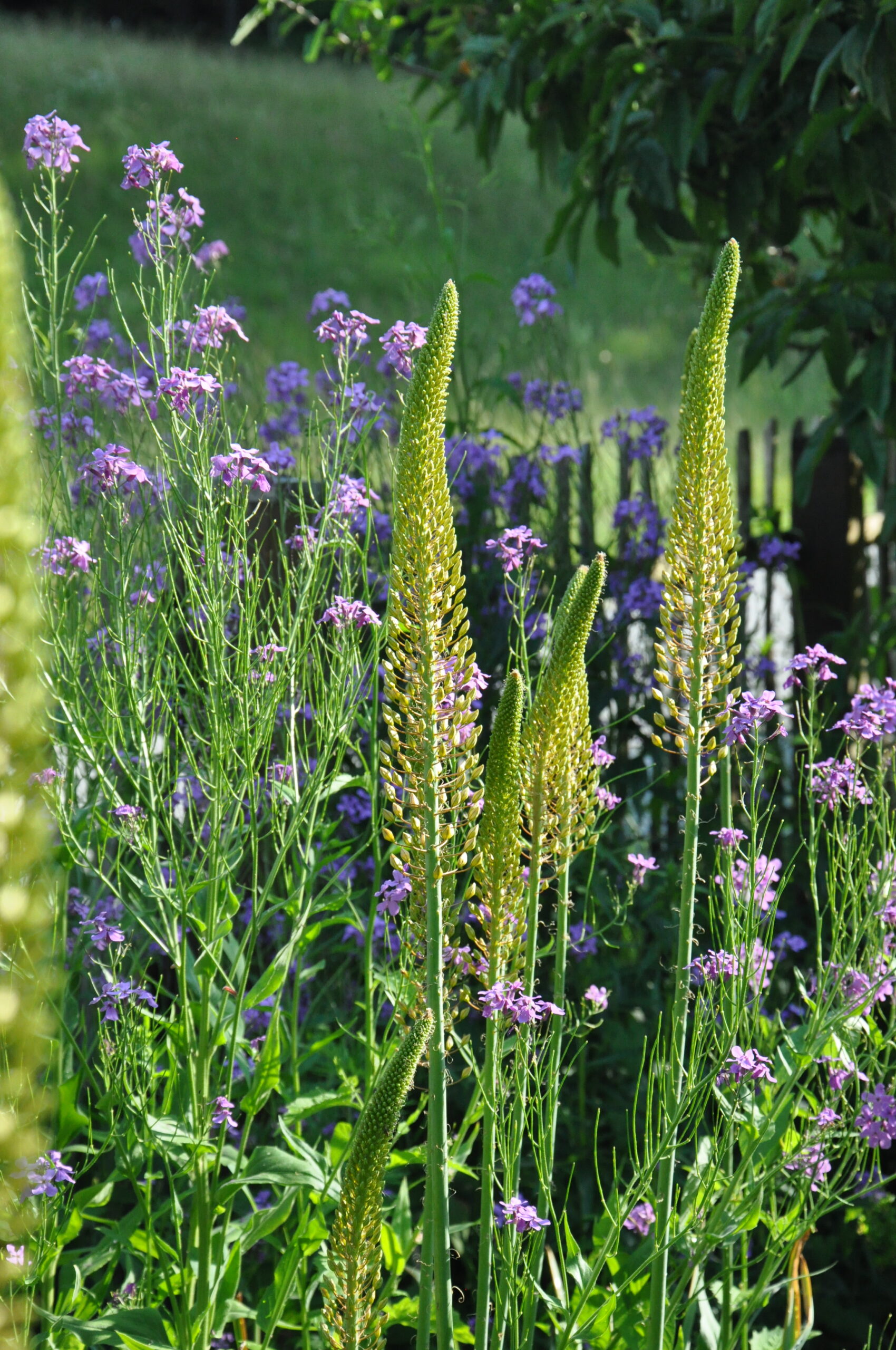 Eremurus - Steppenkerze