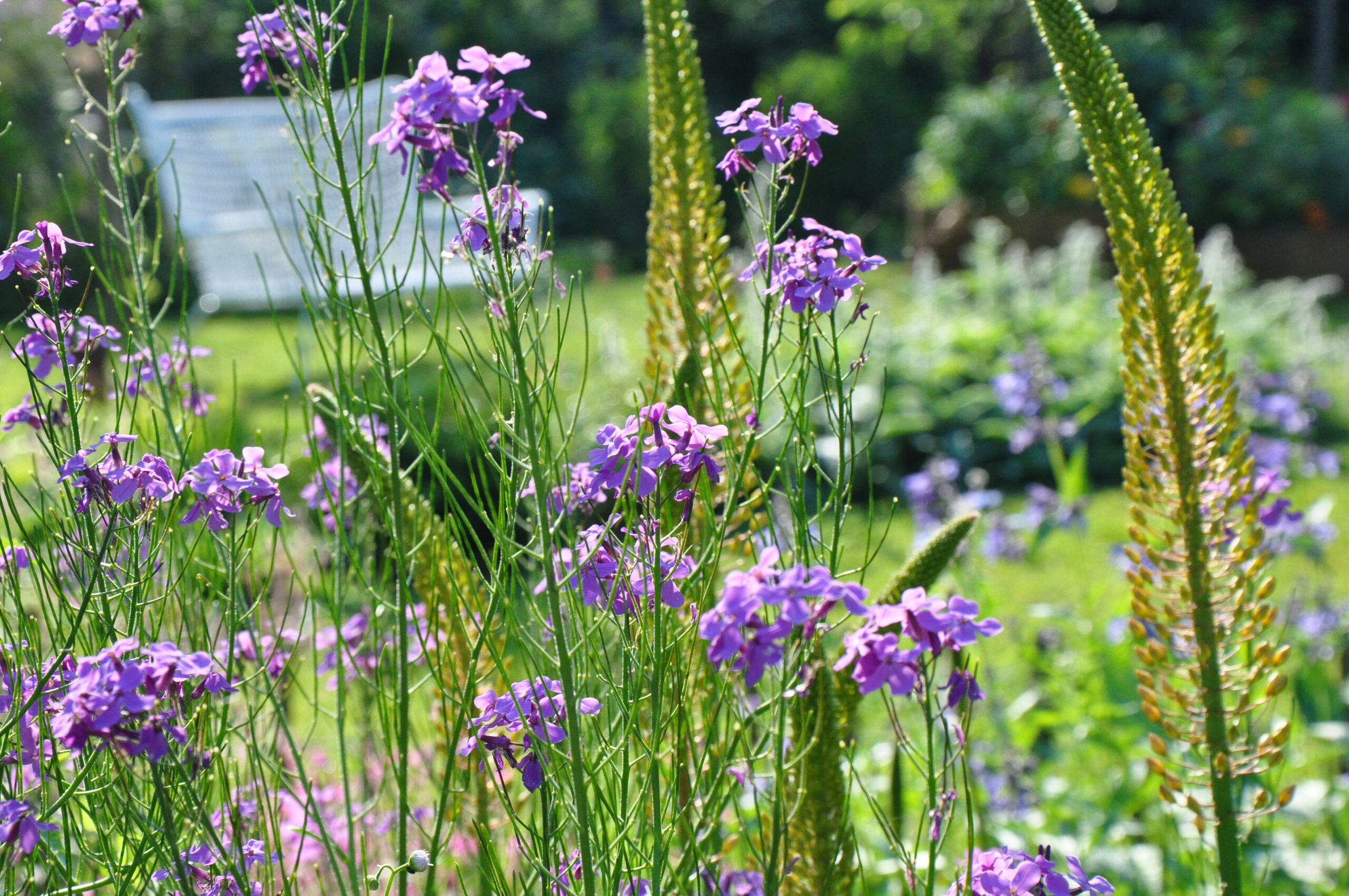 Eremurus - Steppenkerze