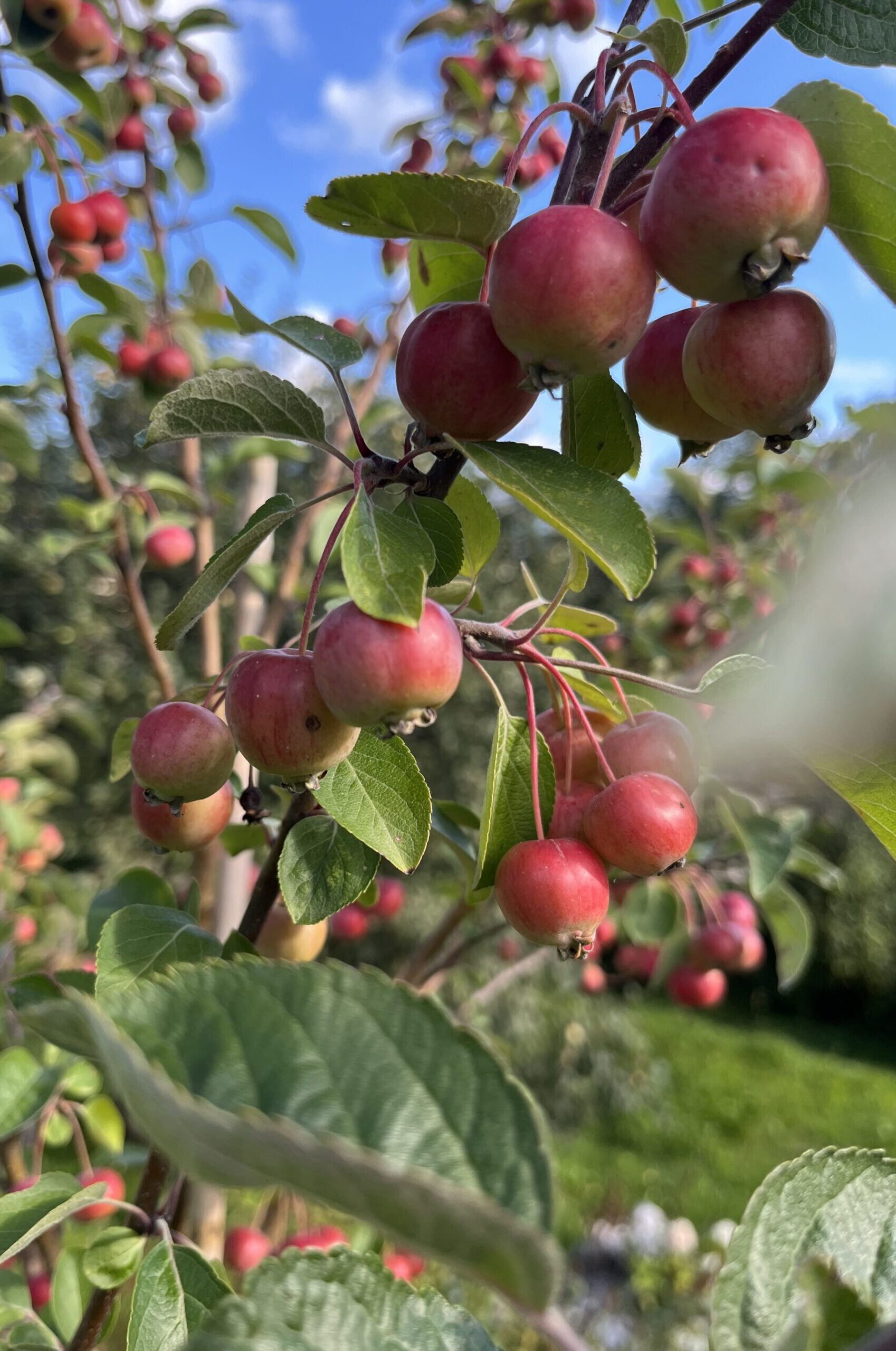 Malus Zierapfel