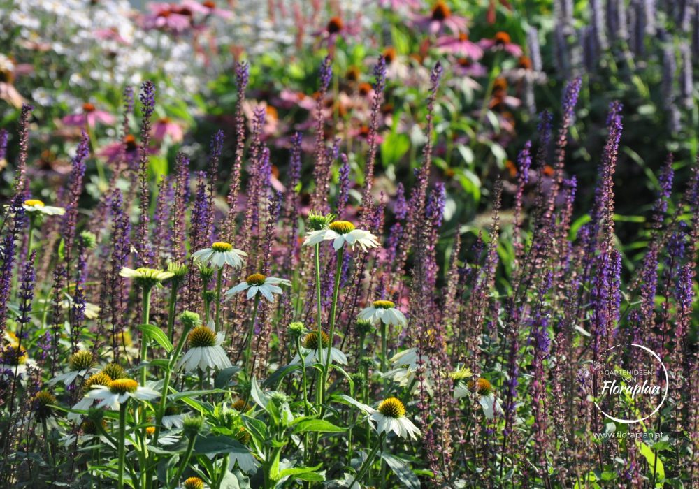 Gartenplanung Firmengarten Staudenbeet Gartenplanung Firmengarten Staudenbeet